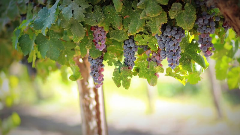 Scenic Vineyards